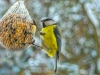 5.Platz – A.Müller – Clubwettbewerb Bokeh