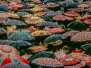 2024 Nr.2 - Regenschirme -