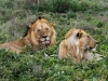 Ngorongoro Cons. Area - ©M.Rupf