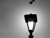 ©T.Muschik - Taube