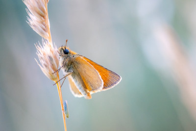 © Elke Leiner - Dickkopf