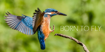 2026-04_Logo_Born2Fly_1