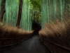 ©M.Steeb - Japan - Bamboo Forest